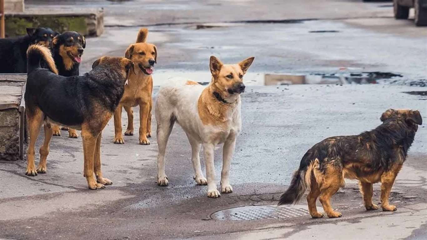Bodrum Belediyesi'ne 100 milyon lira ceza haberi